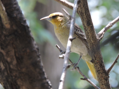 Black-backed Oriole