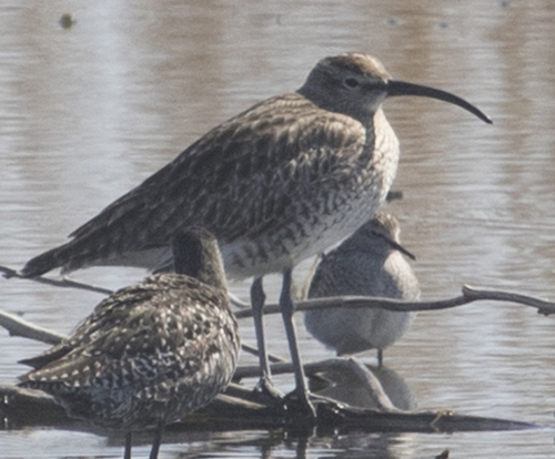 Zarapito trinador (Numenius phaeopus)