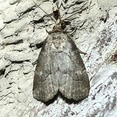 Hyperstrotia pervertens