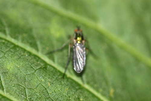 Semaphore Fly, Alkmaar, Nederland, photo 9 of 10