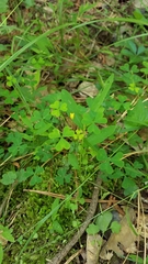 Oxalis florida