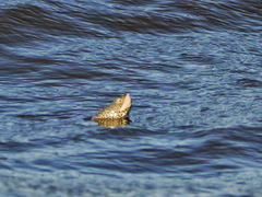 Malaclemys terrapin
