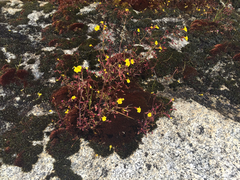 Erythranthe laciniata