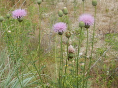 Cirsium engelmannii