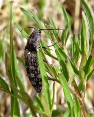 Actenicerus siaelandicus