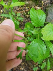 Ranunculus allegheniensis