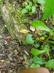 Ranunculus allegheniensis