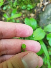 Ranunculus allegheniensis