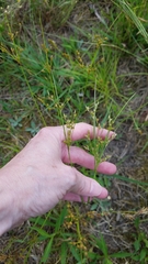Juncus dichotomus