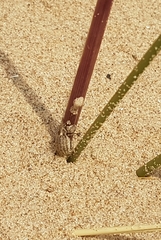 Philopedon plagiatum