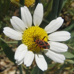 Calocoris nemoralis