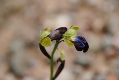 Ophrys fusca iricolor