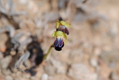 Ophrys fusca iricolor