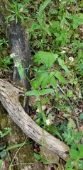 Valerianella umbilicata