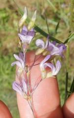 Pediomelum linearifolium