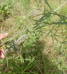 Pediomelum linearifolium
