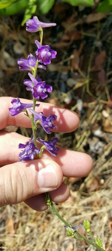 Hansen's Larkspur