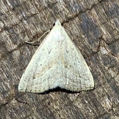 Macrochilo hypocritalis