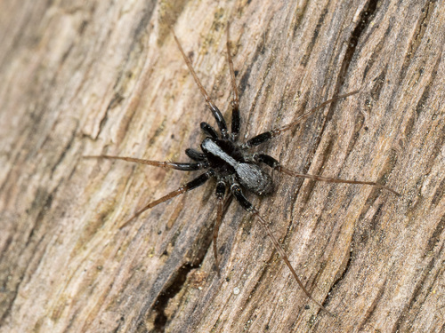 Common Forest Wolf Spider Complex
