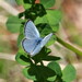 Silvery Blue - Photo (c) Hans, some rights reserved (CC BY-NC), uploaded by Hans