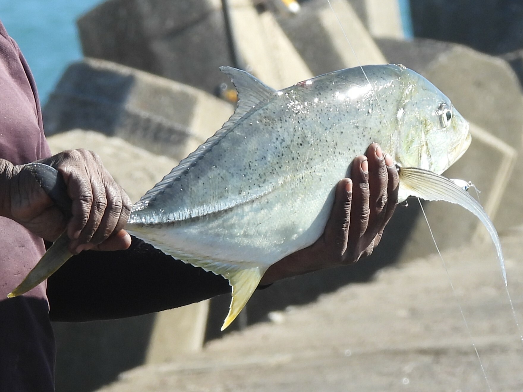 Species image