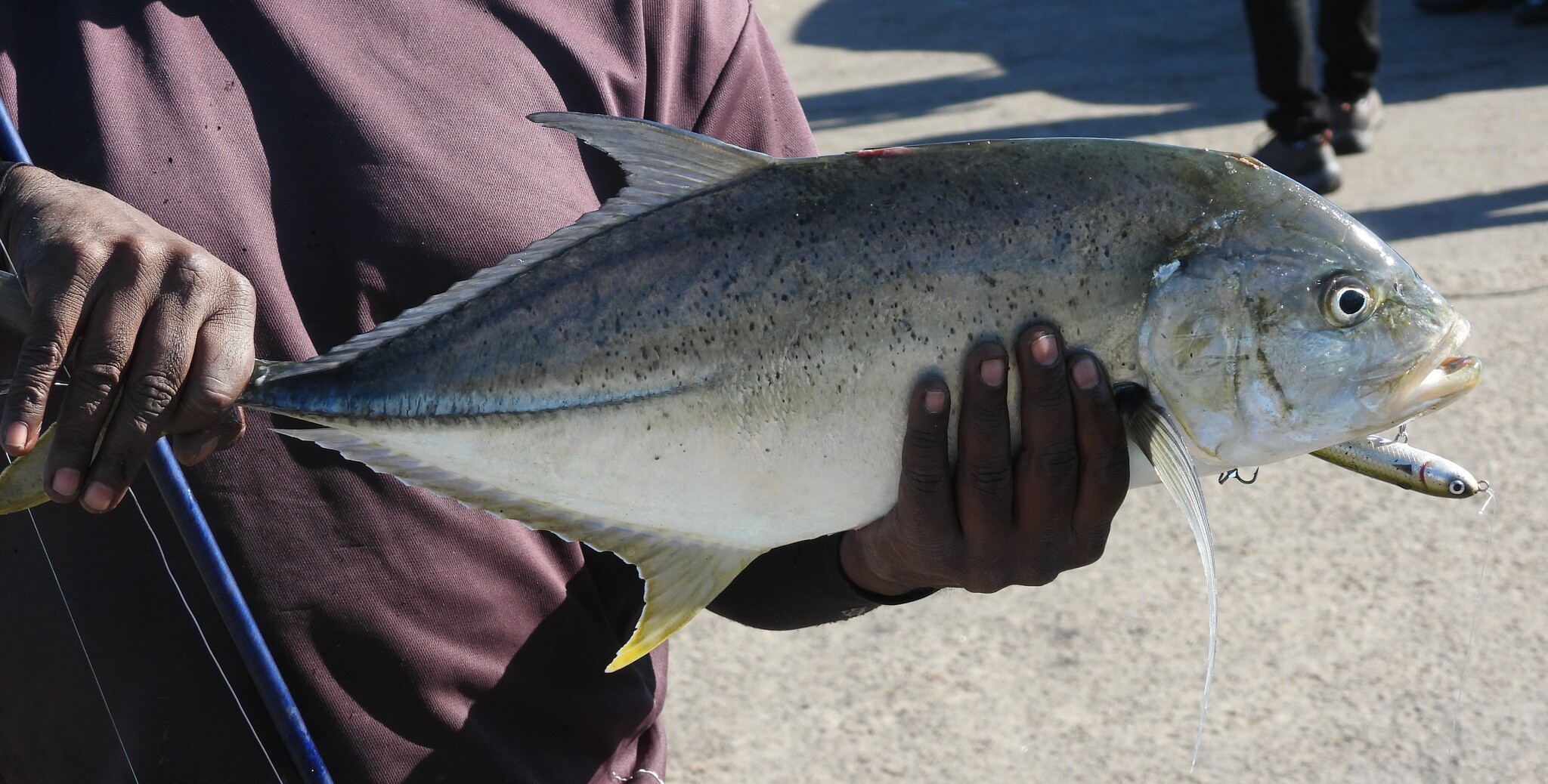 Species image
