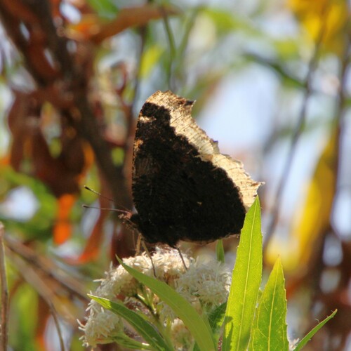 iNaturalist observation photo of Mourning Cloak