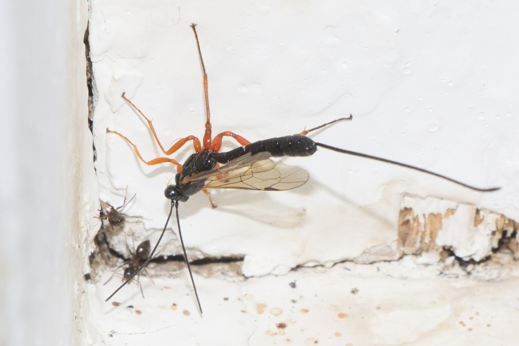 Lissonota fundator