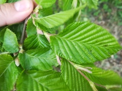 Ulmus laevis