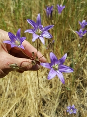 Brodiaea elegans