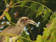 Indian Grey Hornbill photo 2