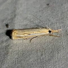 Crambus multilinellus