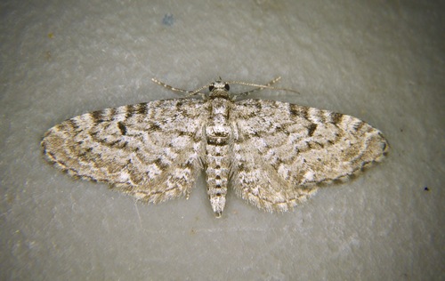 Freyer's Pug Moth