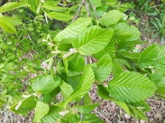 Ulmus laevis