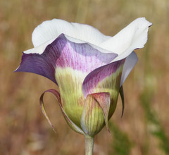 Calochortus vestae