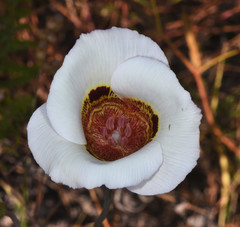 Calochortus vestae