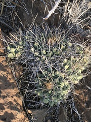Thelocactus rinconensis