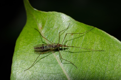 Teucholabis dedecora