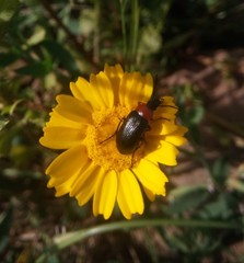 Heliotaurus ruficollis