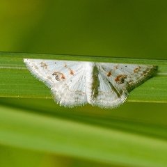 Scopula lautaria