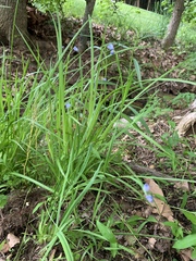 Sisyrinchium pruinosum