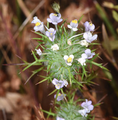 Navarretia intertexta