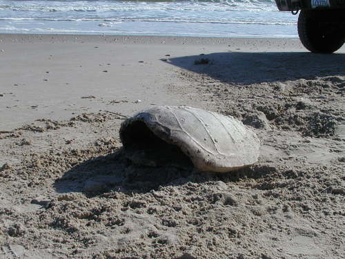 Loggerhead Sea Turtle photographed in Texas