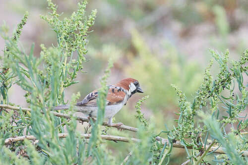 Somali Sparrow (Passer castanopterus), photo 5