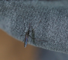 Anopheles plumbeus