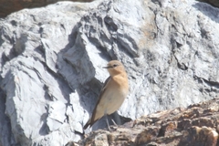Oenanthe hispanica