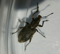 Tanymecus palliatus