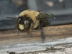 Xylocopa virginica