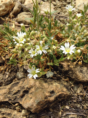 Cerastium velutinum