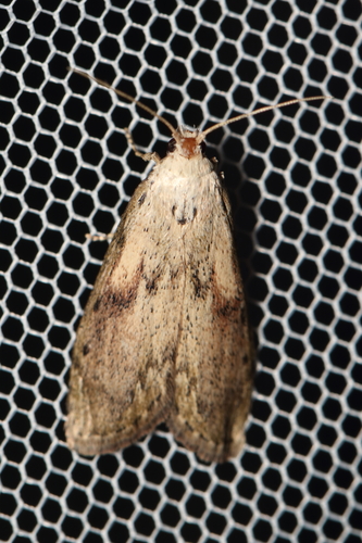 Bee Moth photo 4